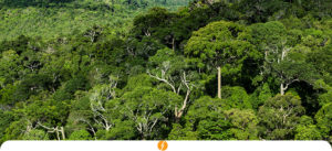 GLAUCO DINIZ DUARTE Florestal GLAUCO DINIZ DUARTE Florestal